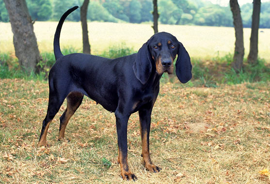 Black and Tan Coonhound dog breeds lon ears