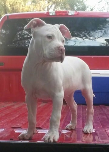 White Boxer pink nose