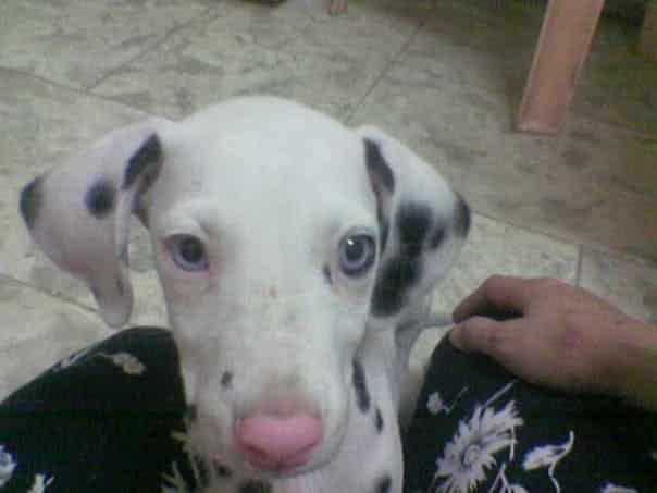 Dalmatian pink nose