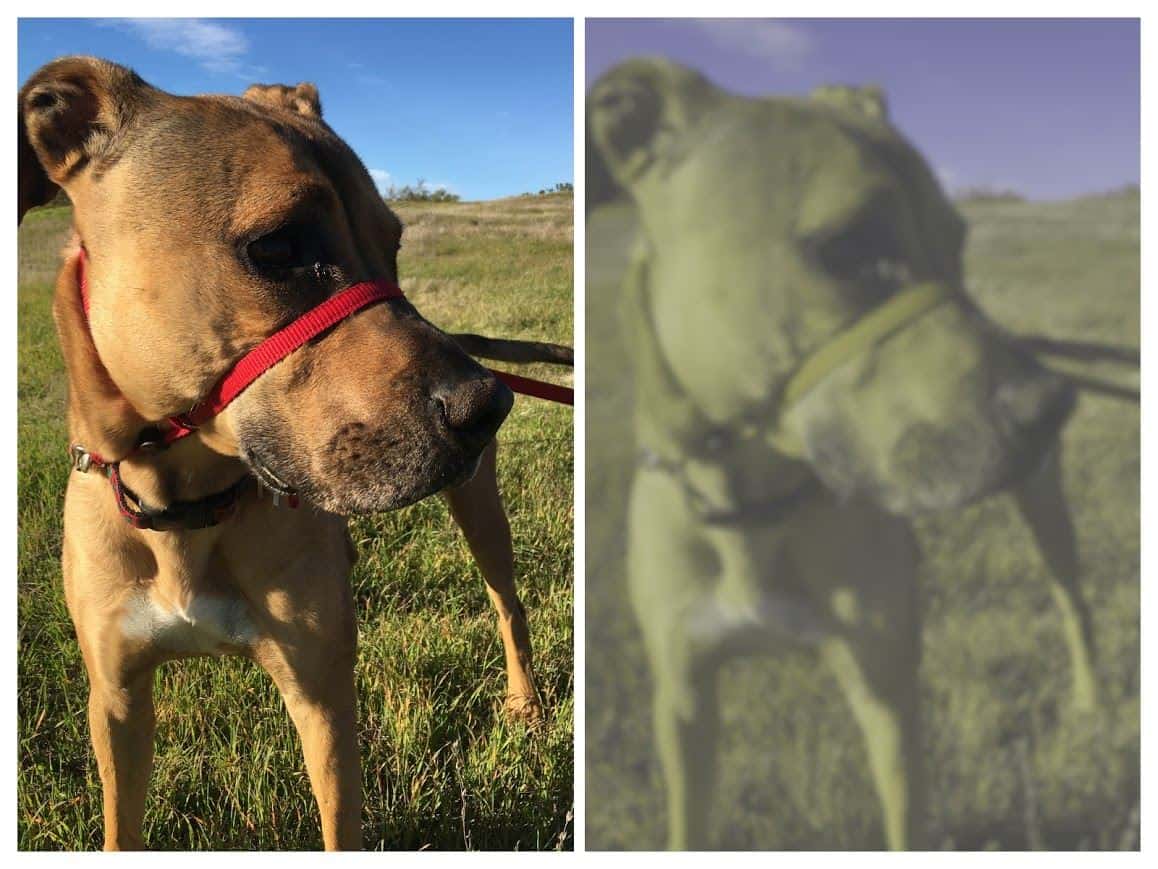 DOGS COLOR BLIND
