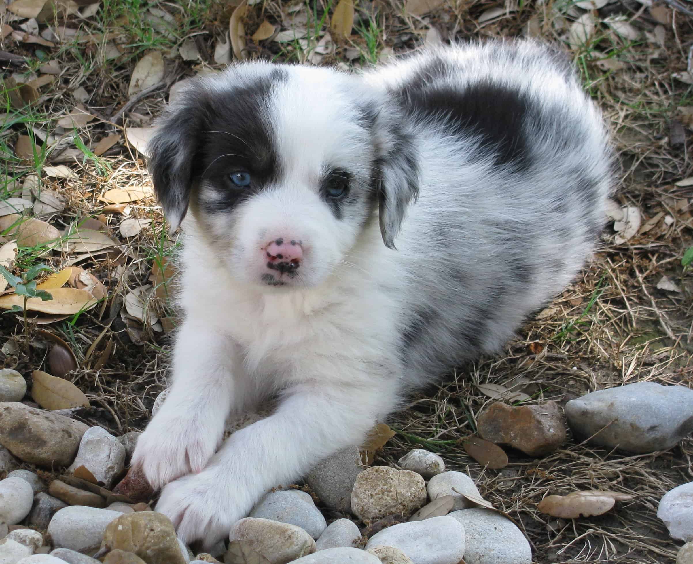 Australian Shepherd pink nose