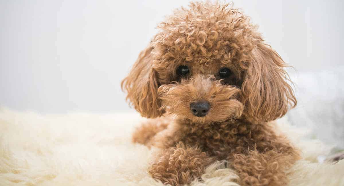 Toy Poodle Don't Grow