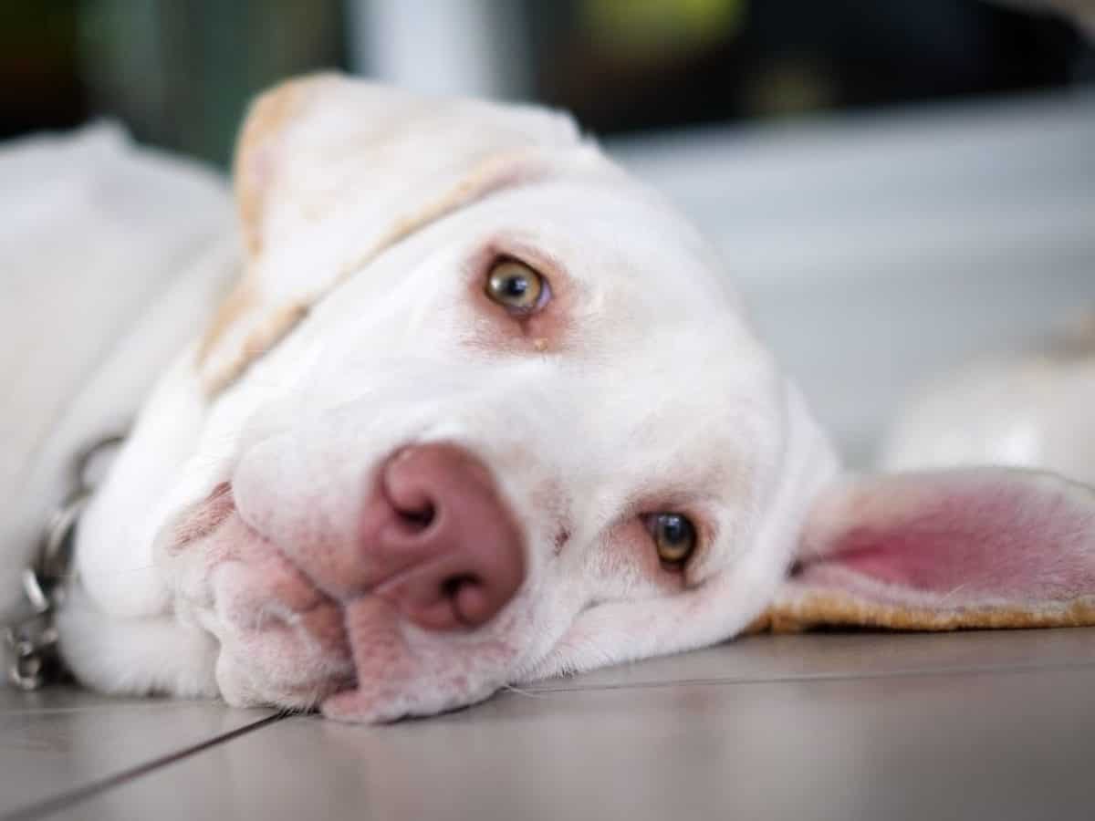 Labrador Retriever