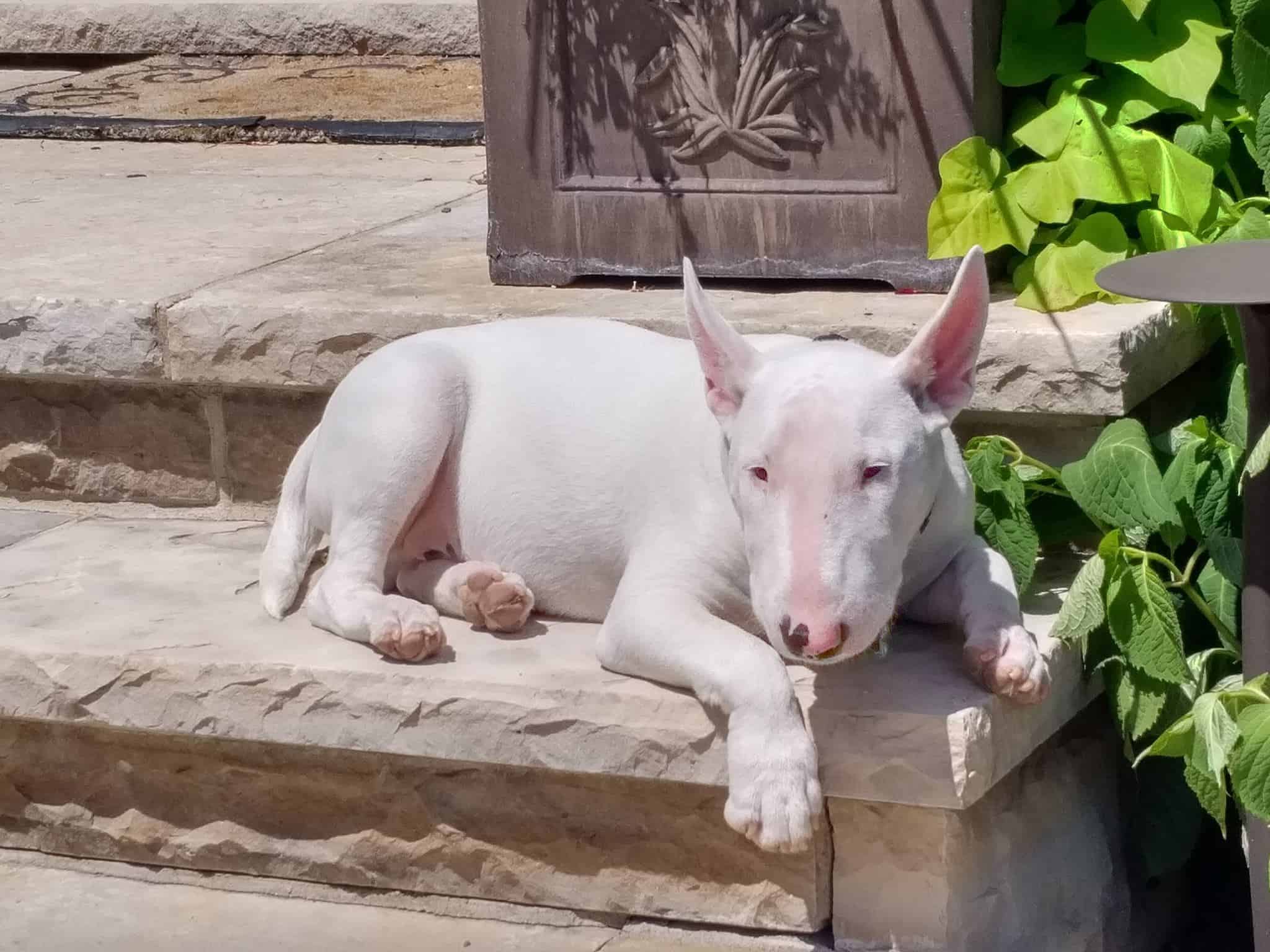 Bull terriers