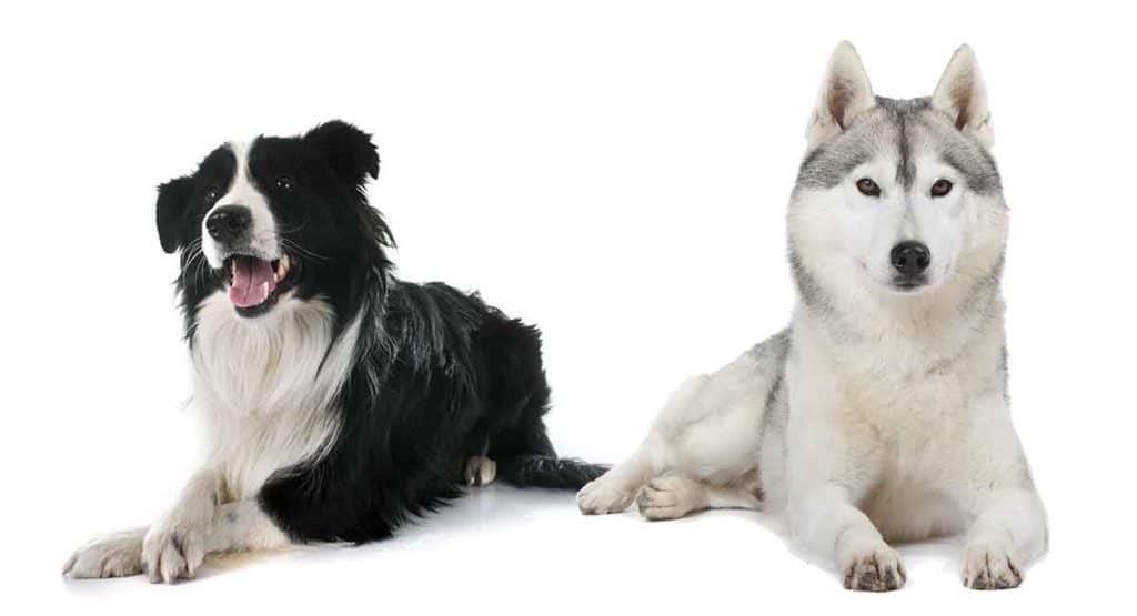 Border collie and husky hybrid dogs