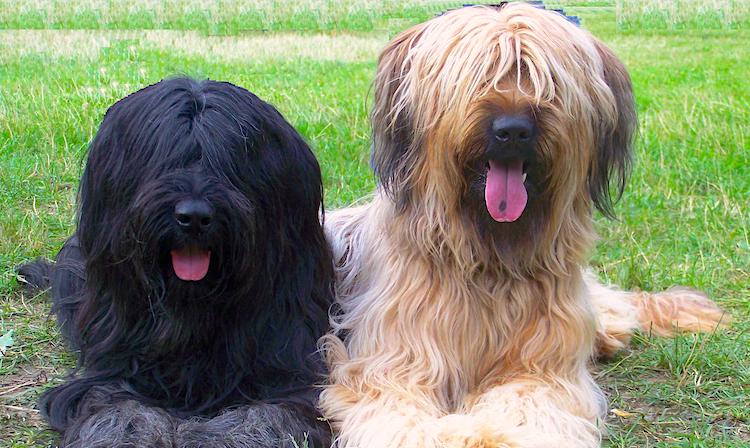 Briard dog breed