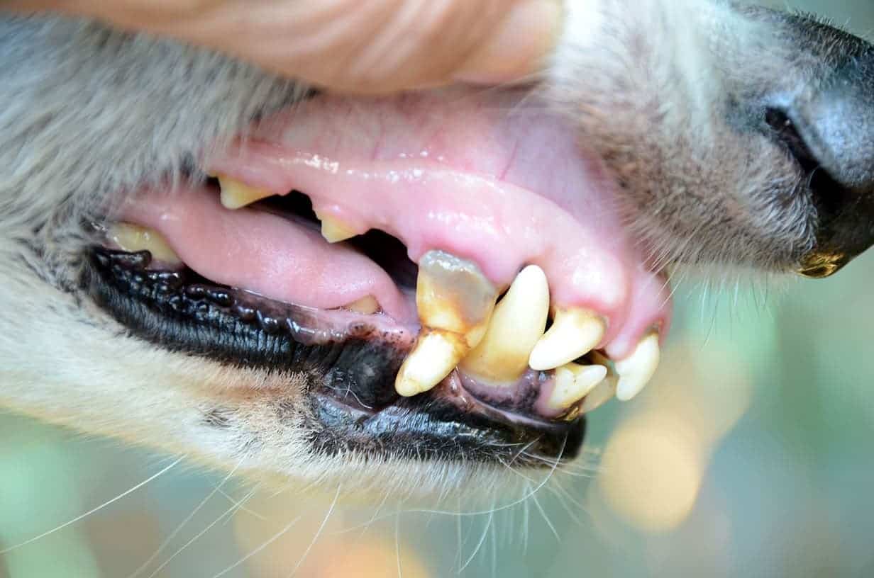 pale gums can be a sign of cancer