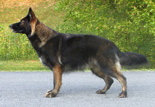 Obese German shepherds don’t live long
