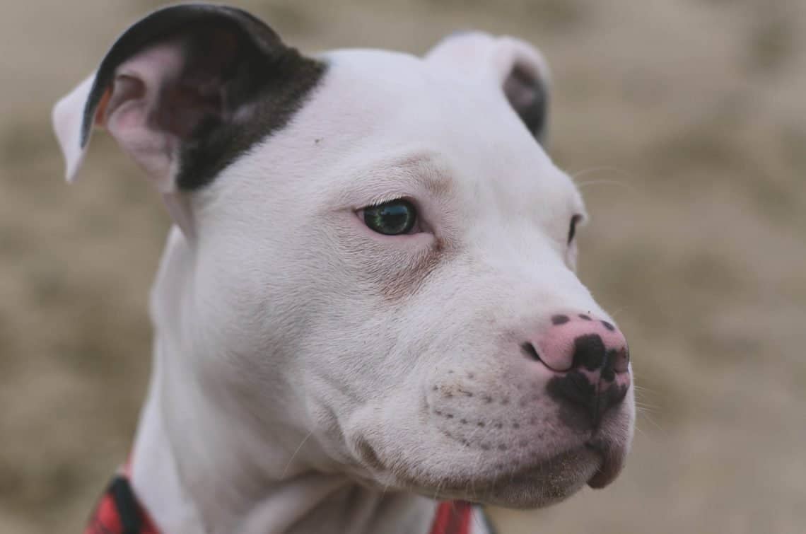 Dogo Argentino