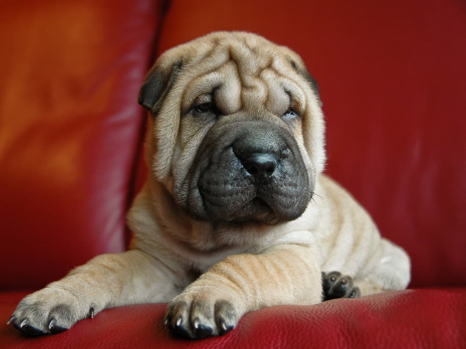 Mini Walrus