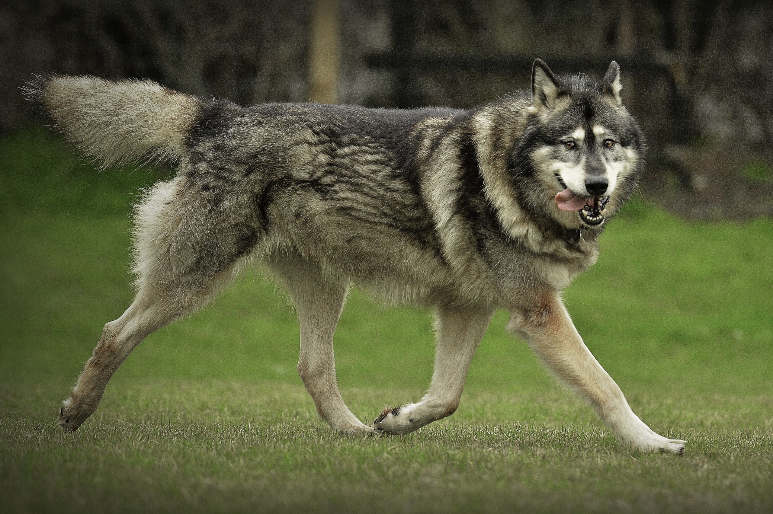 Northern Inuit Dog dog breed