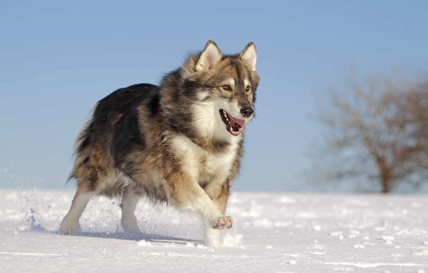 Utonagan is a hybrid breed