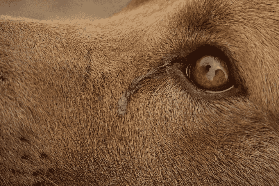 dog Watery Eyes