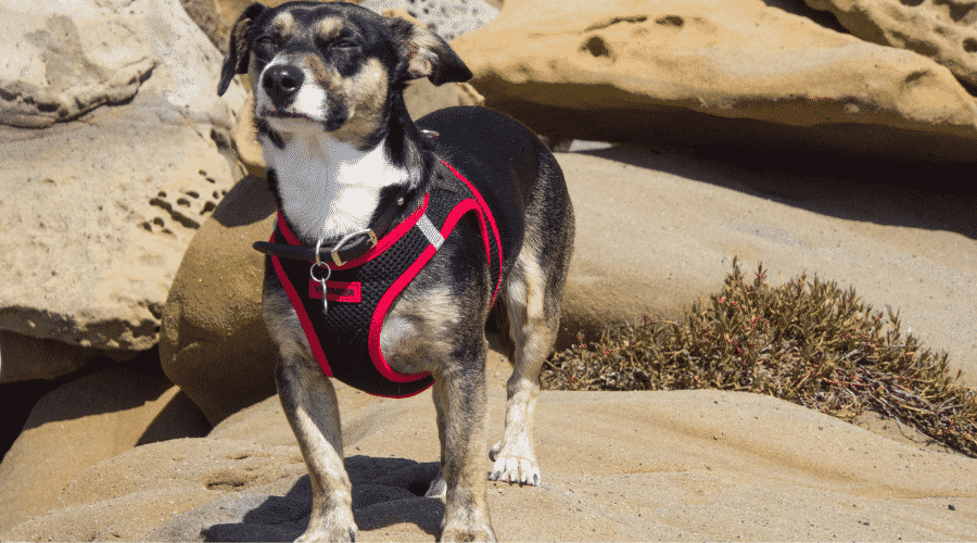 dog seriously nervous or anxious