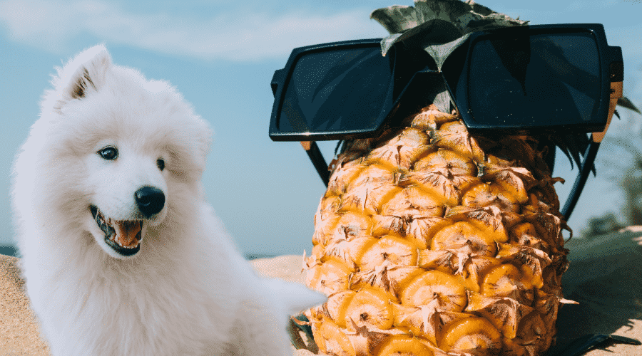 dogs can and should enjoy pineapple