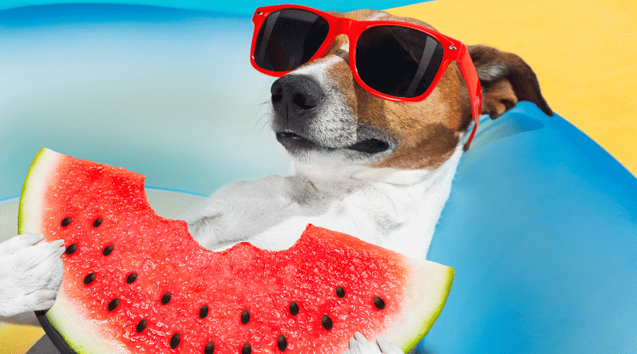 dog eating watermelon
