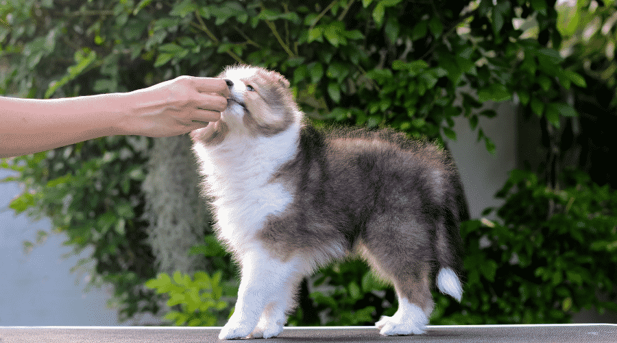 Dogs like being rewarded