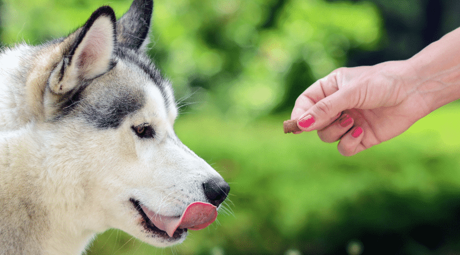 Benefits of Hand Feeding Dogs