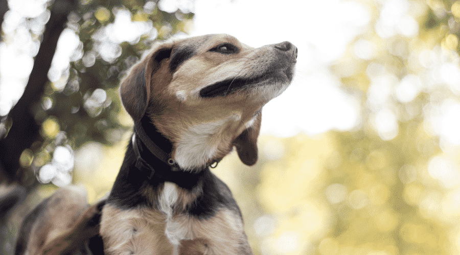Dog Has Hallucinations