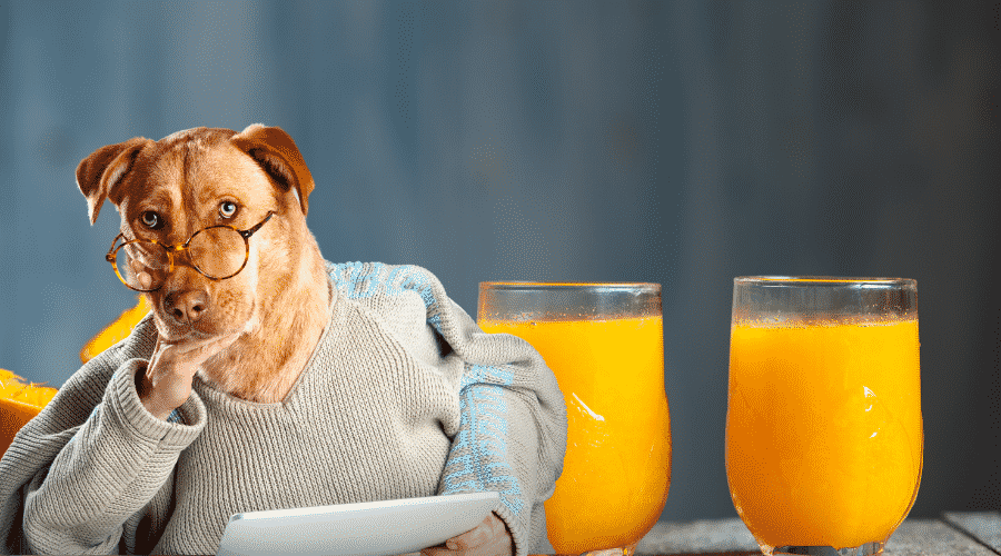 Can Dogs Or Should They Eat Oranges