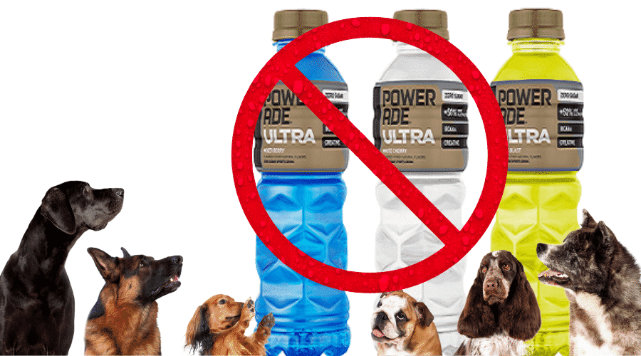 Why Dogs Should Avoid Powerade
