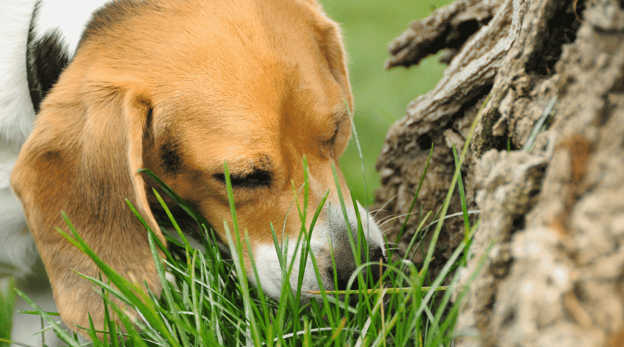 Teach Your Dog To Pee In A Specific Location