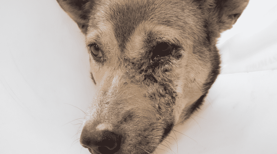 Dog in Pain Is Still Present