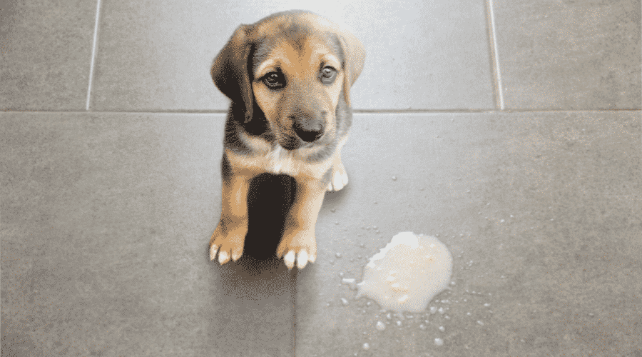 dog has diarrhea