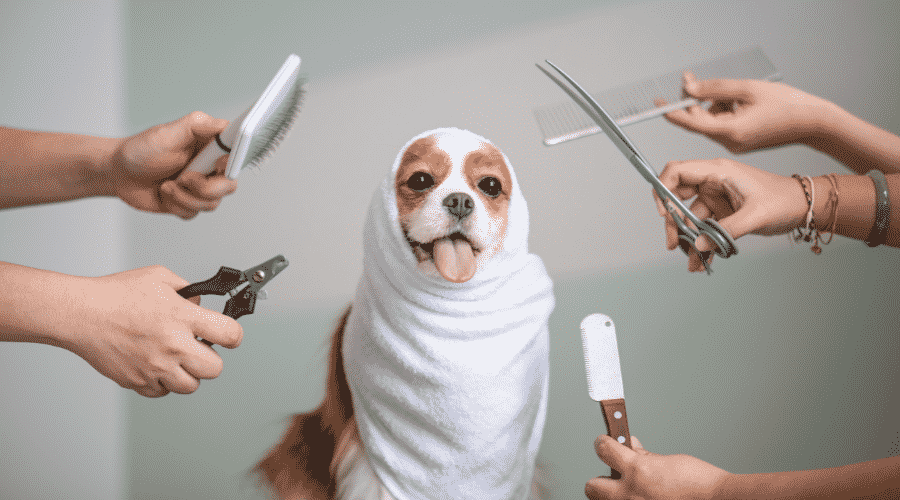 Proper Dog Grooming