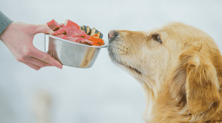Homemade Food for Dogs