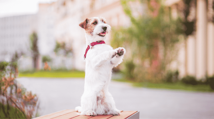 Old Puppy Training Stages