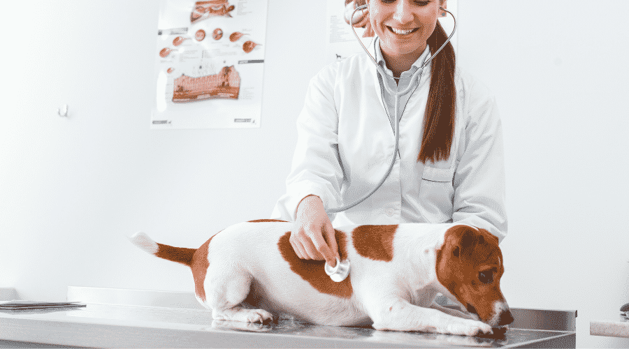take your dog to a vet