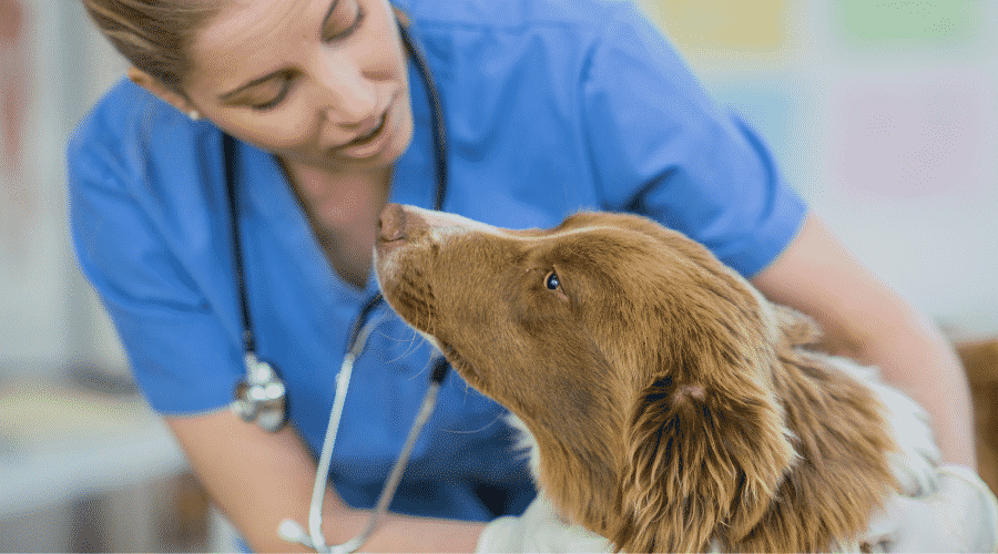 take dog vet