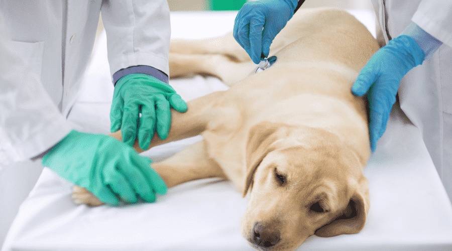 dog sick vet