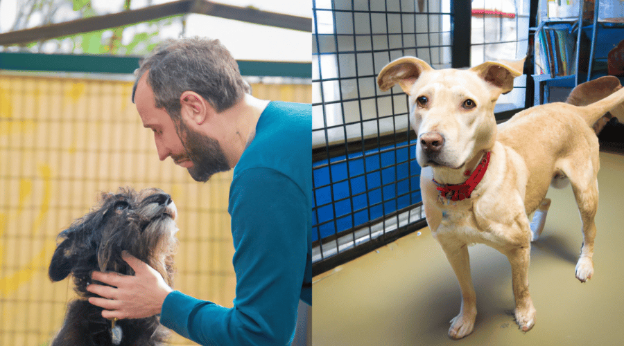 Pros and Cons Of Dog Daycare