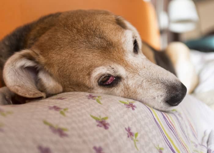 Dog Chances Of Sleeping With Open Eyes