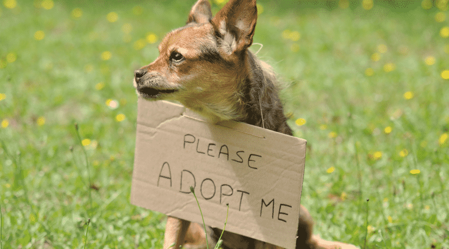 Before You Adopt A Dog