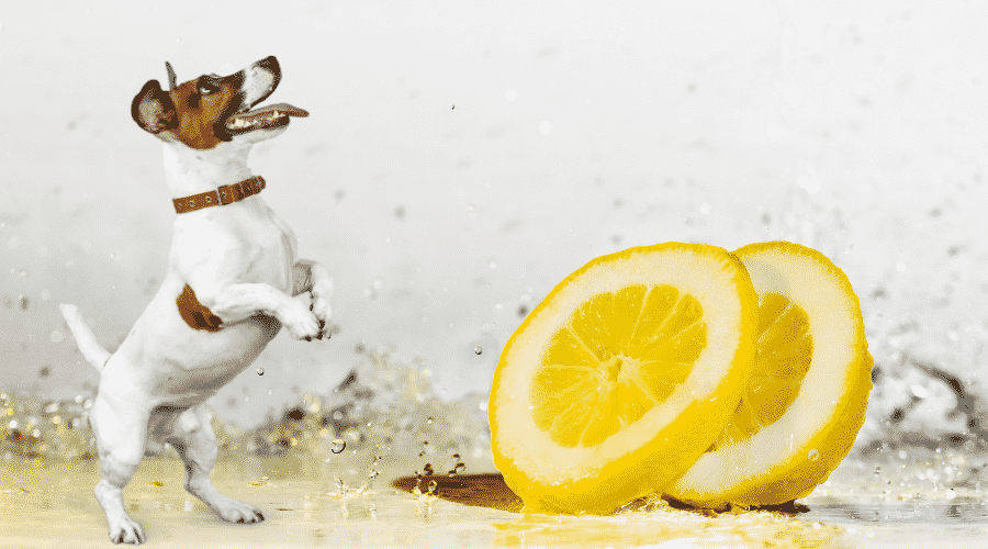 Lemon Water On Your Dog