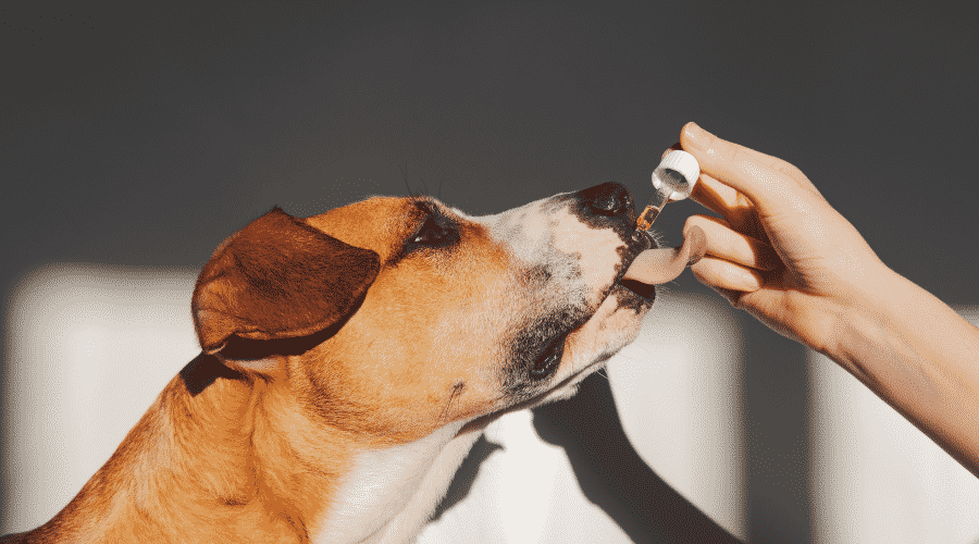 oils dog risk