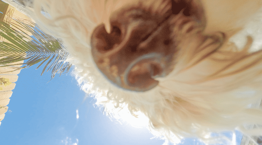dogs hate the smell