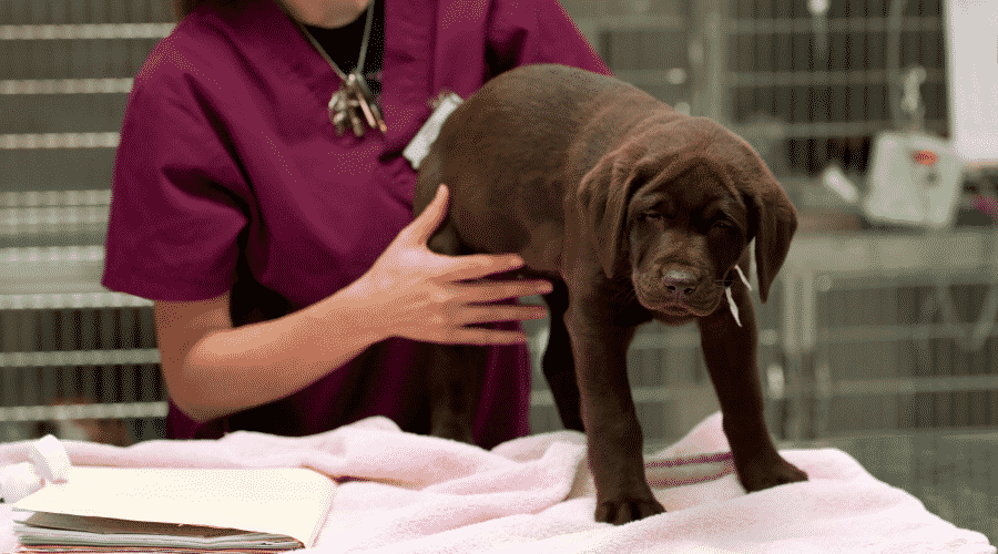 Side Effects puppies shots