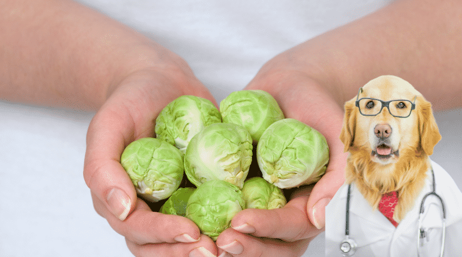 Benefits of Brussel Sprouts For Dogs