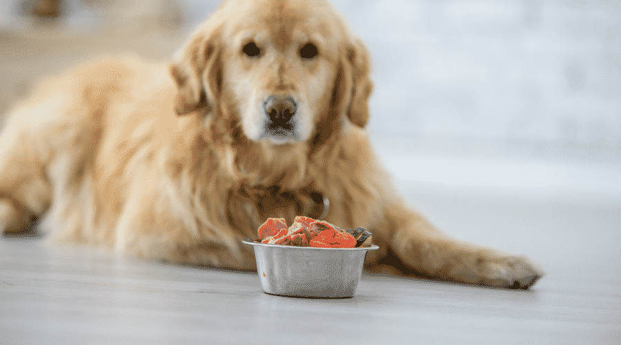 Number of Meals For Adult Dogs