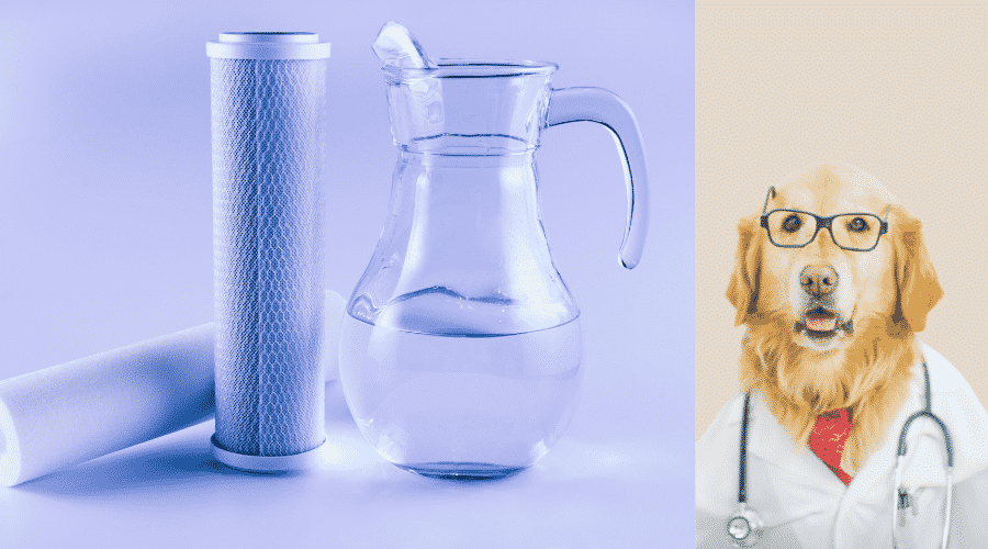Distilled Water Be Beneficial For Dog