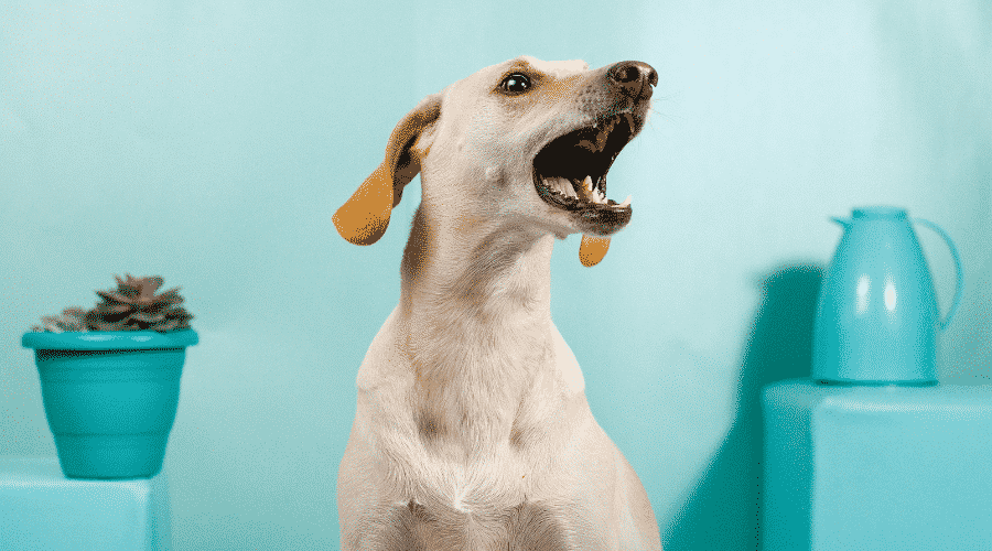 Howling Explained