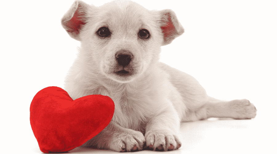 Low Heart Rate Of Puppies