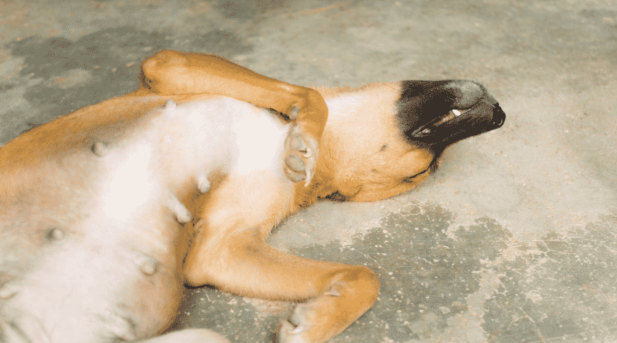 Wake Your Pet When He Moves During Sleep