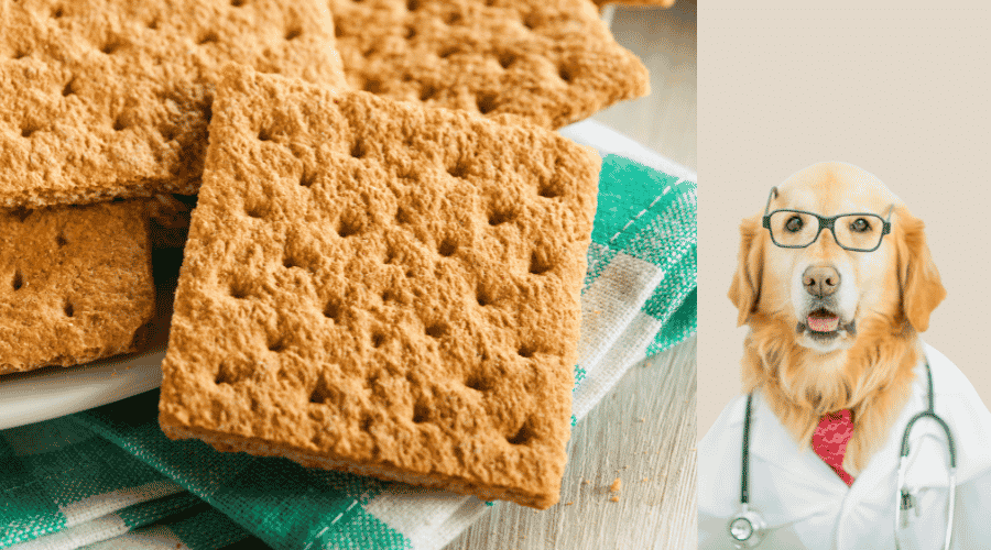 Can Dogs Have Graham Crackers