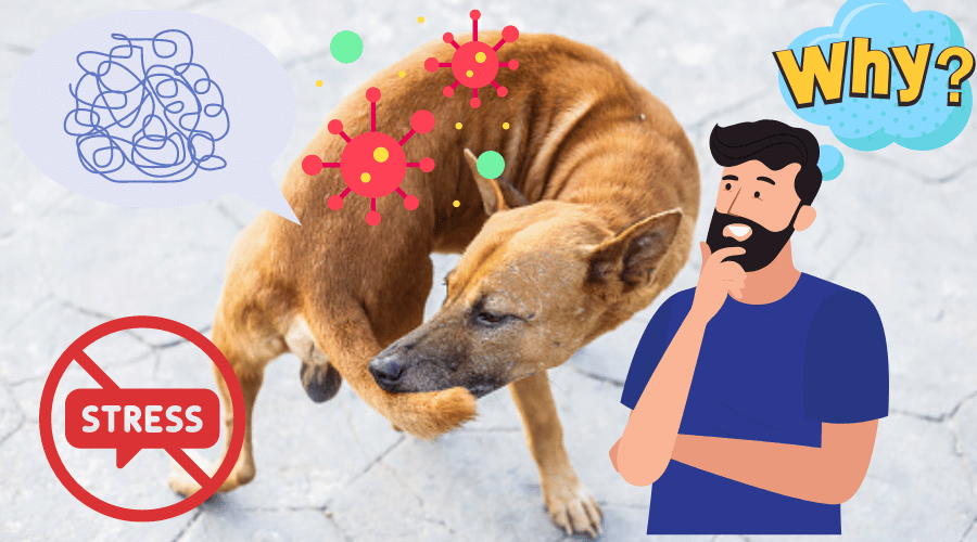 Why Do Dogs Chew Their Tails