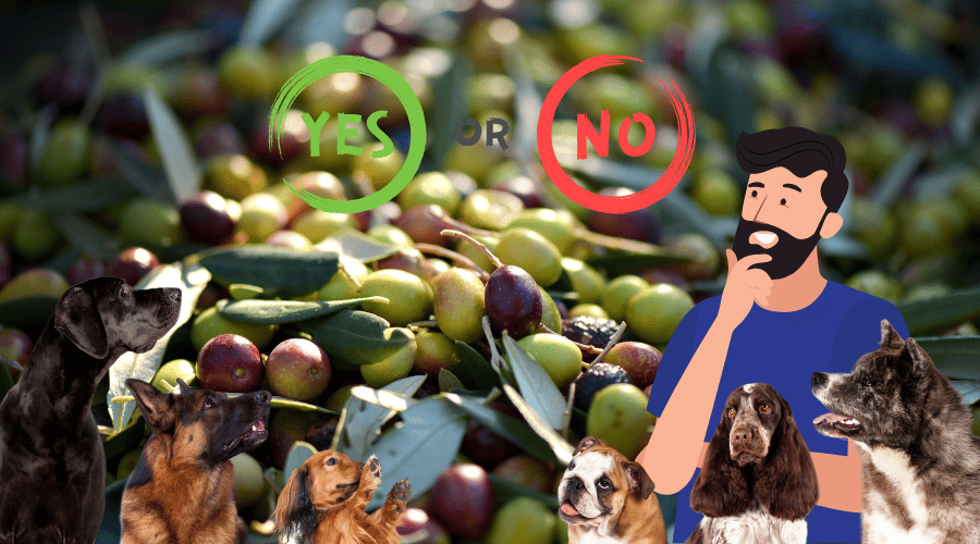 Can Dogs Eat Olives